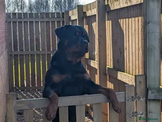 Rottweiler dogs Proven big boy ready for stud - Advert 1