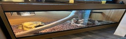 Python Snake reptiles for sale: Female Royal Python - Advert 3