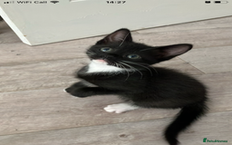 Russian Blue cats for sale: Beautiful little female kitty  - Image 2