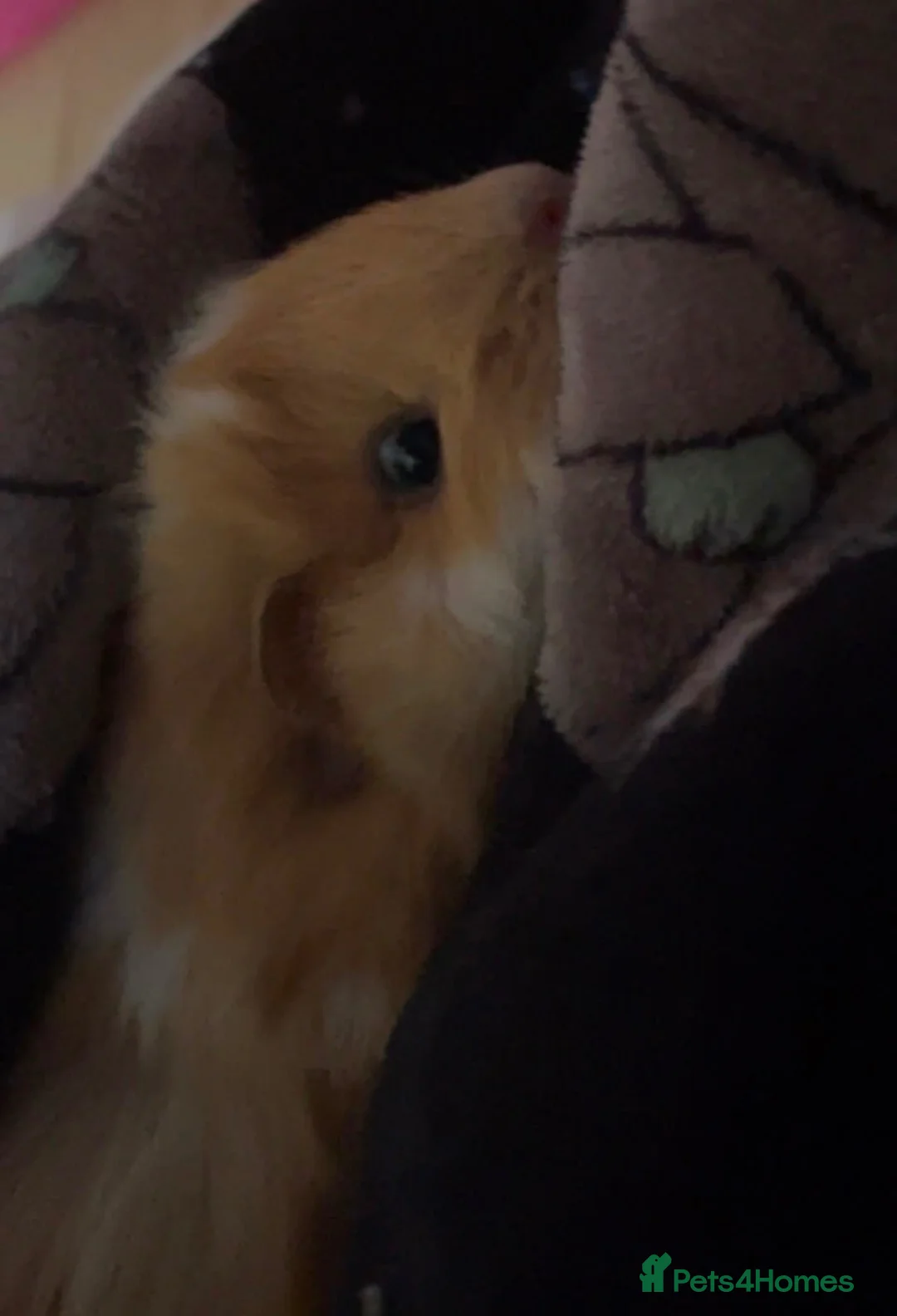 Guinea Pig rodents for sale: 3 male guinea pigs in Warrington - Advert 2
