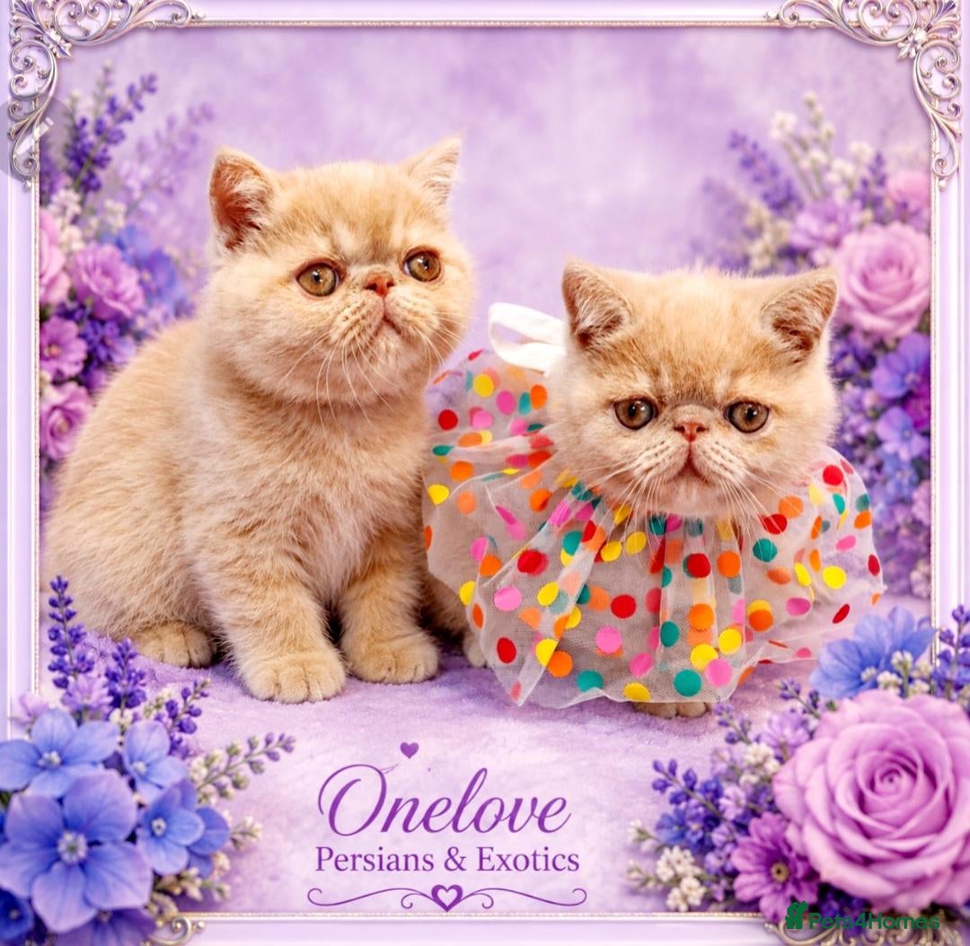 Exotic cats Chunky Gccf registered (Lilac carrier) boys 💙 - Advert 5