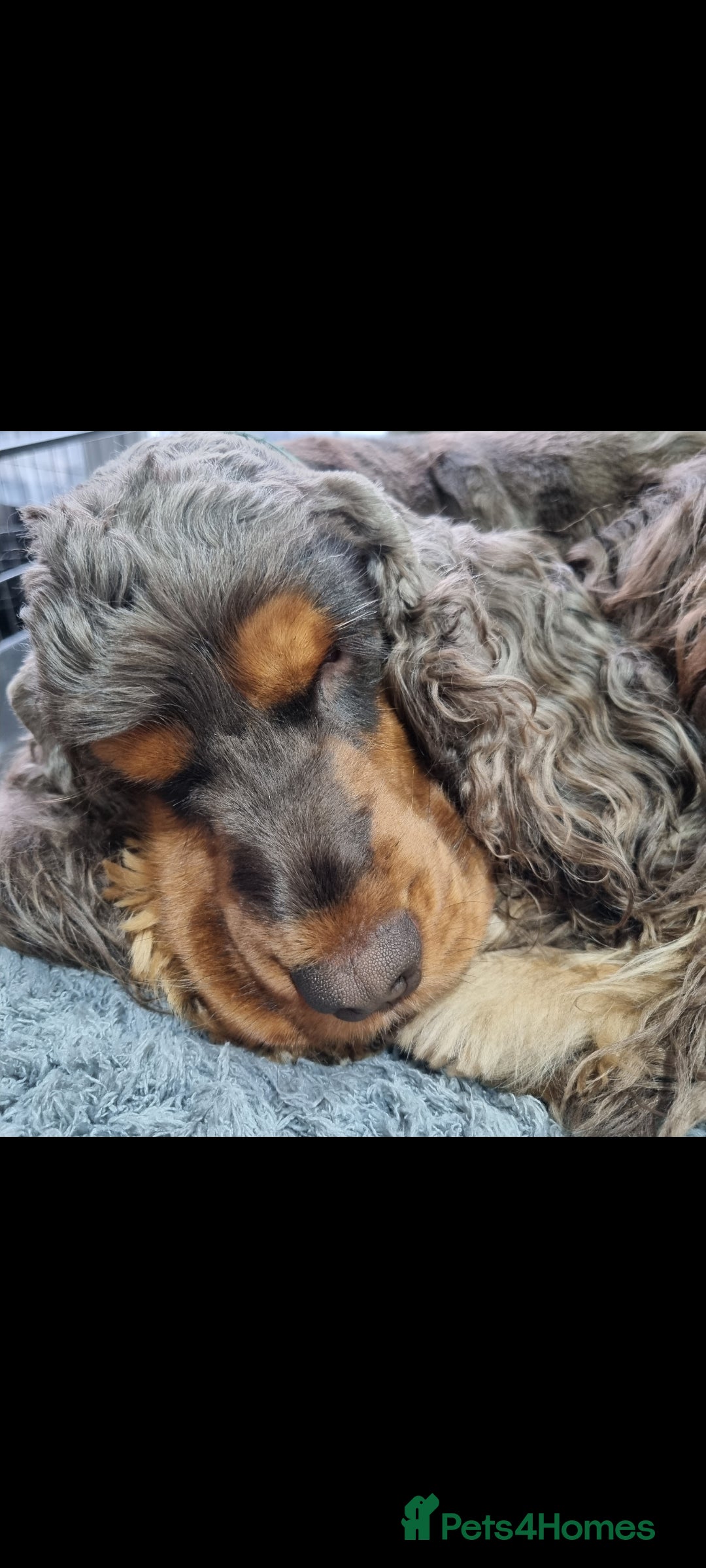 Cocker Spaniel dogs for stud: SHOW COCKER SPANIEL 🐕 health tested stud  in Brentwood - Advert 38