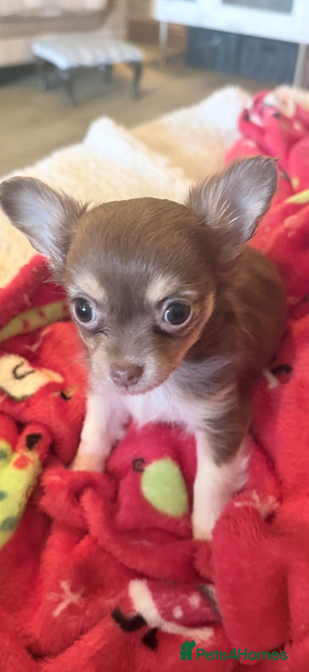 Chihuahua dogs for sale: 3 Long Haired  **  Chihuahua Puppies. 2xF, 1xM - Advert 3