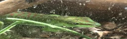 Gecko reptiles for sale: Baby giant madagascan day geckos - Advert 2