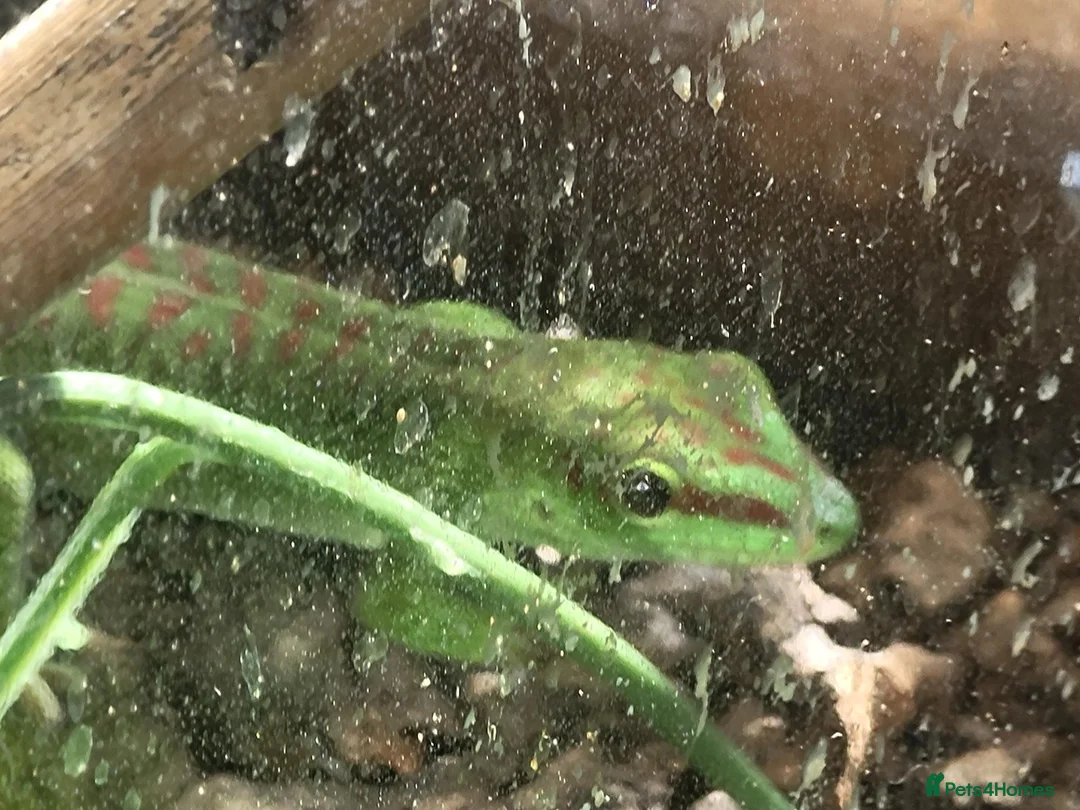 Gecko reptiles for sale: Baby giant madagascan day geckos - Advert 2