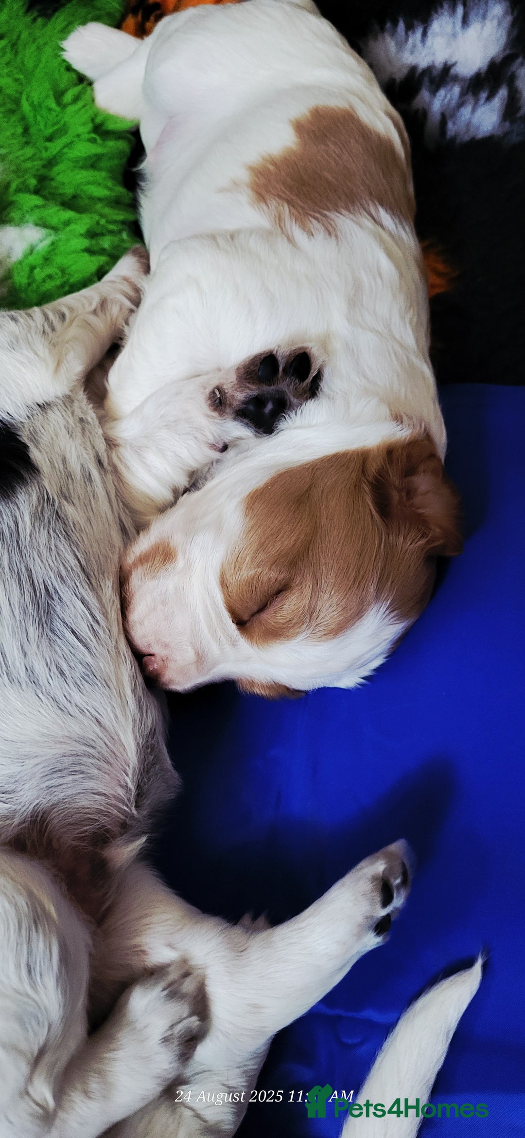 Cocker Spaniel dogs for sale: Health tested stunning litter of 6 - Image 6