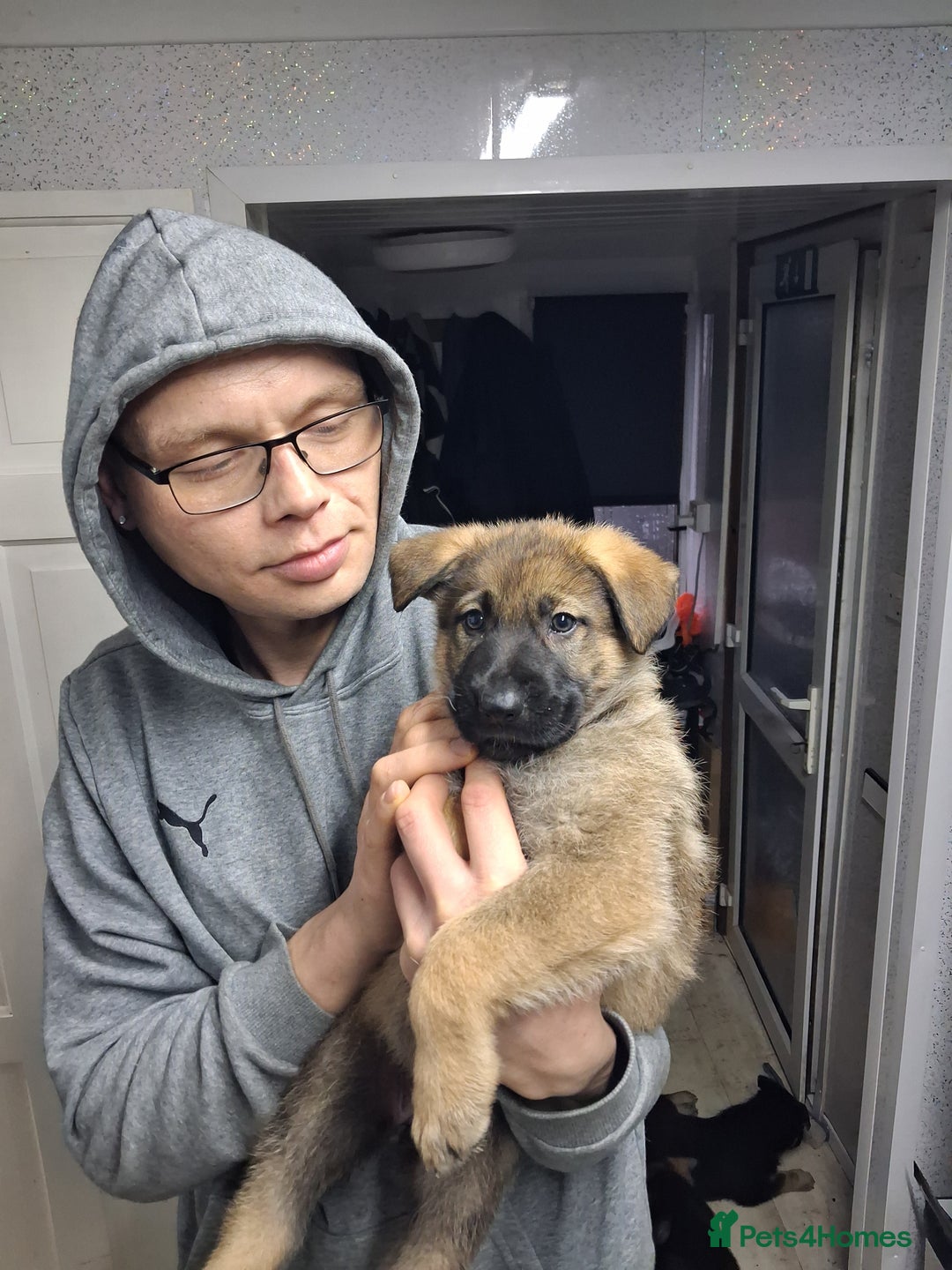 German Shepherd dogs for sale: APPROVED GSD PUPPIES,BLACK AND TAN,SABLE,SEE ALL P - Advert 6