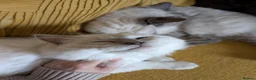 Ragdoll cats for stud: ❤️GCCF Registered❤️Lilac Point ragdoll   - Advert 5