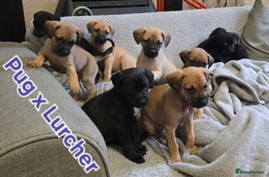 Mixed Breed dogs - Advert 1