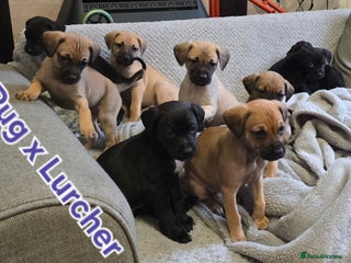 Mixed Breed dogs - Advert 1