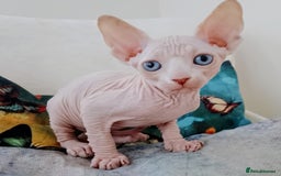 Sphynx cats for sale: Beautiful Sphinx , with blue eyes. Ready now.  - Advert 12