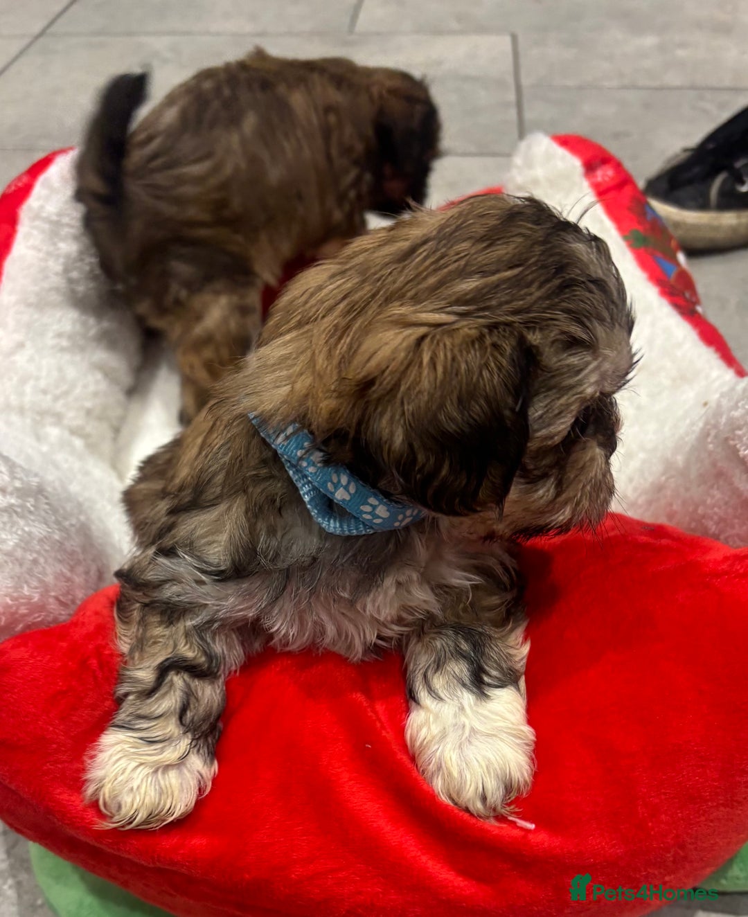 Shih Tzu dogs for sale: Beautiful Shih Tzu puppies - Image 13