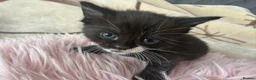 Mixed Breed cats for sale: Adorable fluffy kittens looking for loving family - Advert 23