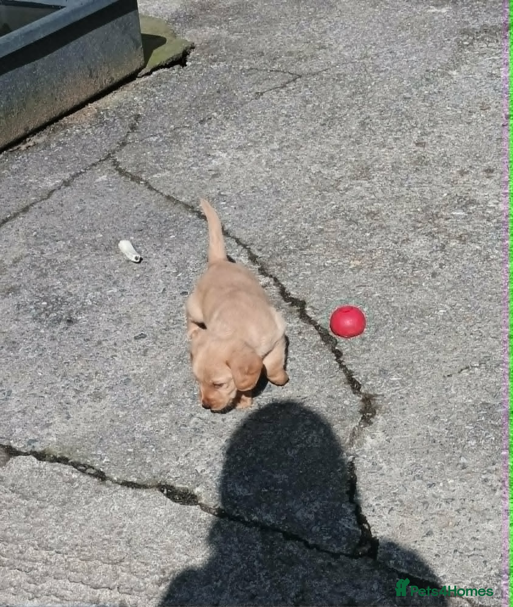 Labradoodle dogs GOLD MINIATURE LABRADOODLE PUPS / LICENCED BREEDER - Advert 18