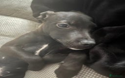 Mixed Breed dogs for sale: Beautiful puppy nova  - Image 3