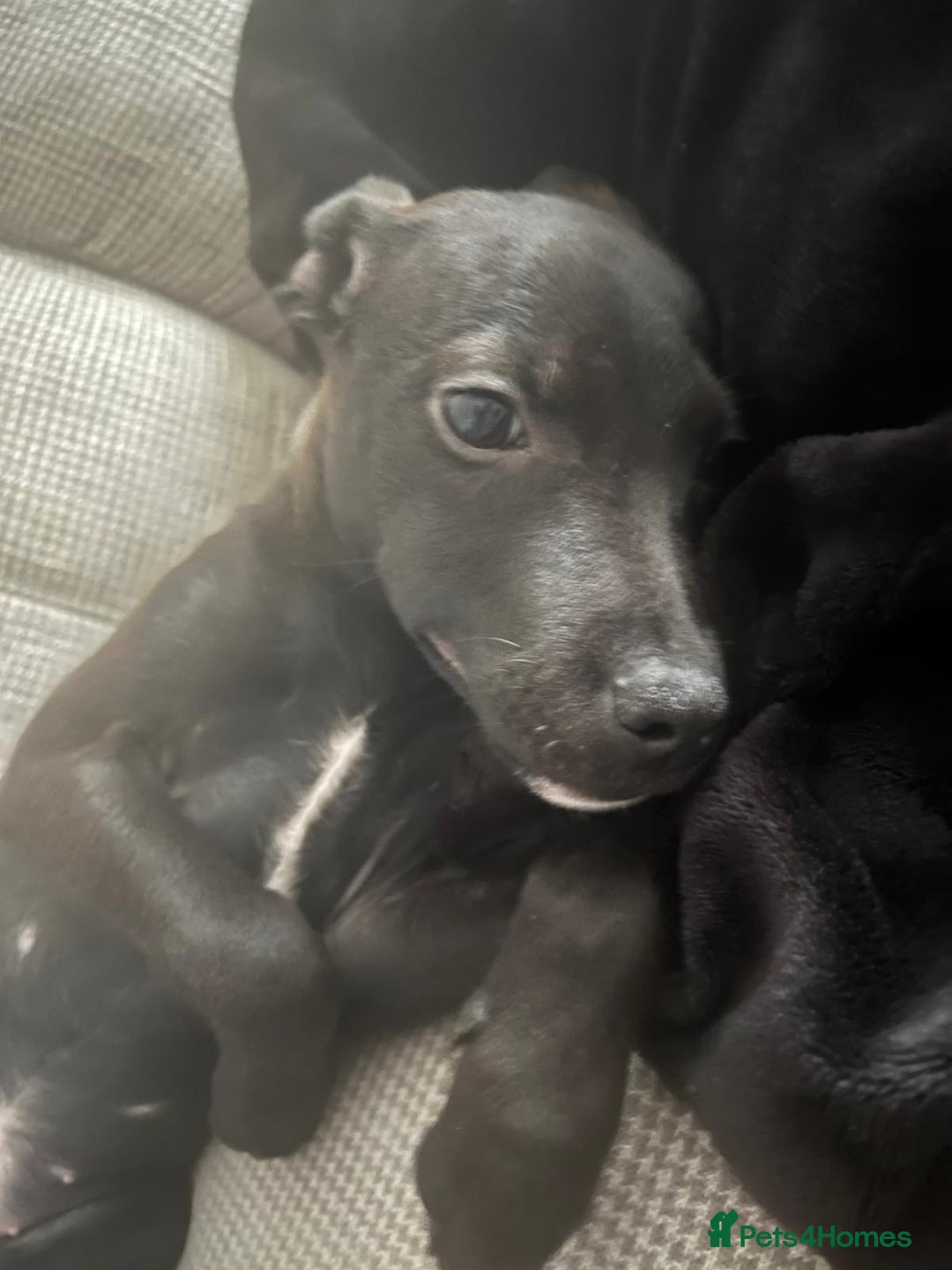 Mixed Breed dogs for sale: Beautiful puppy nova  - Image 3