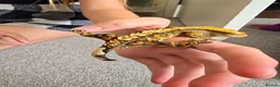 Gecko reptiles for sale: Male juvenile crested gecko  - Advert 4