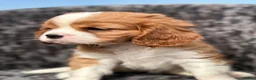 Cavalier King Charles Spaniel dogs for sale: Extensively health tested cavalier puppies  - Advert 29