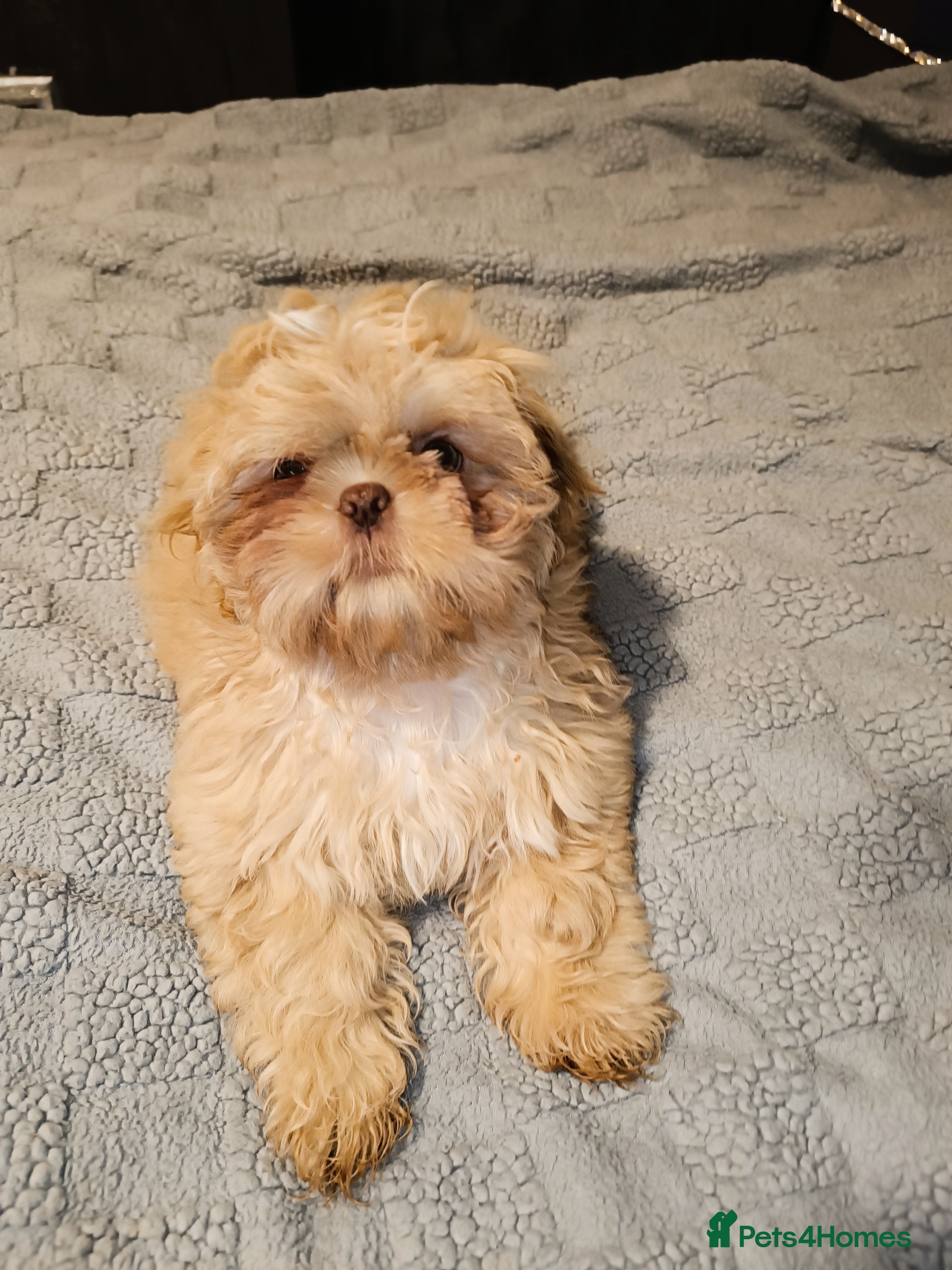 Shih Tzu dogs Imperial shih-tzus one cream boy left - Advert 2