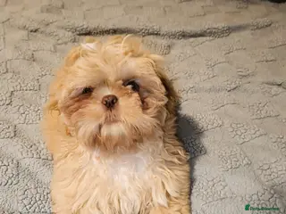 Shih Tzu dogs Imperial shih-tzus one cream boy left - Advert 8