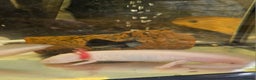 Axolotl reptiles for sale: Two Axolotl need a new home  - Advert 4