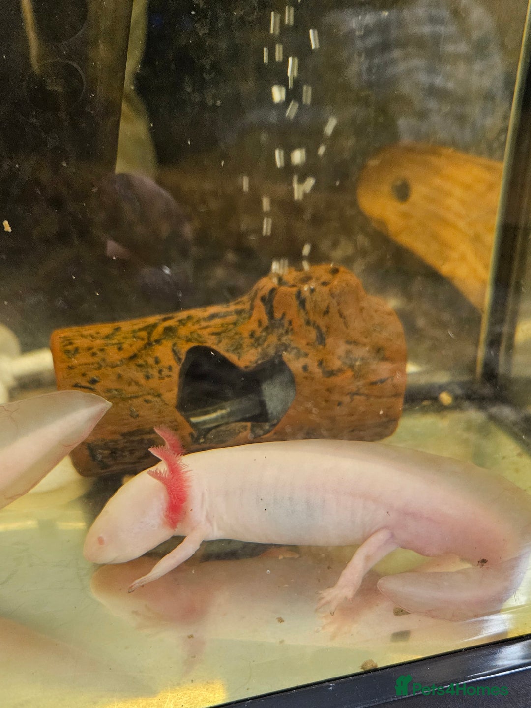 Axolotl reptiles for sale: Two Axolotl need a new home  - Advert 4