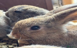 Mixed Breed rabbits for sale: Only 4 girls and 1 boy left  - Image 15