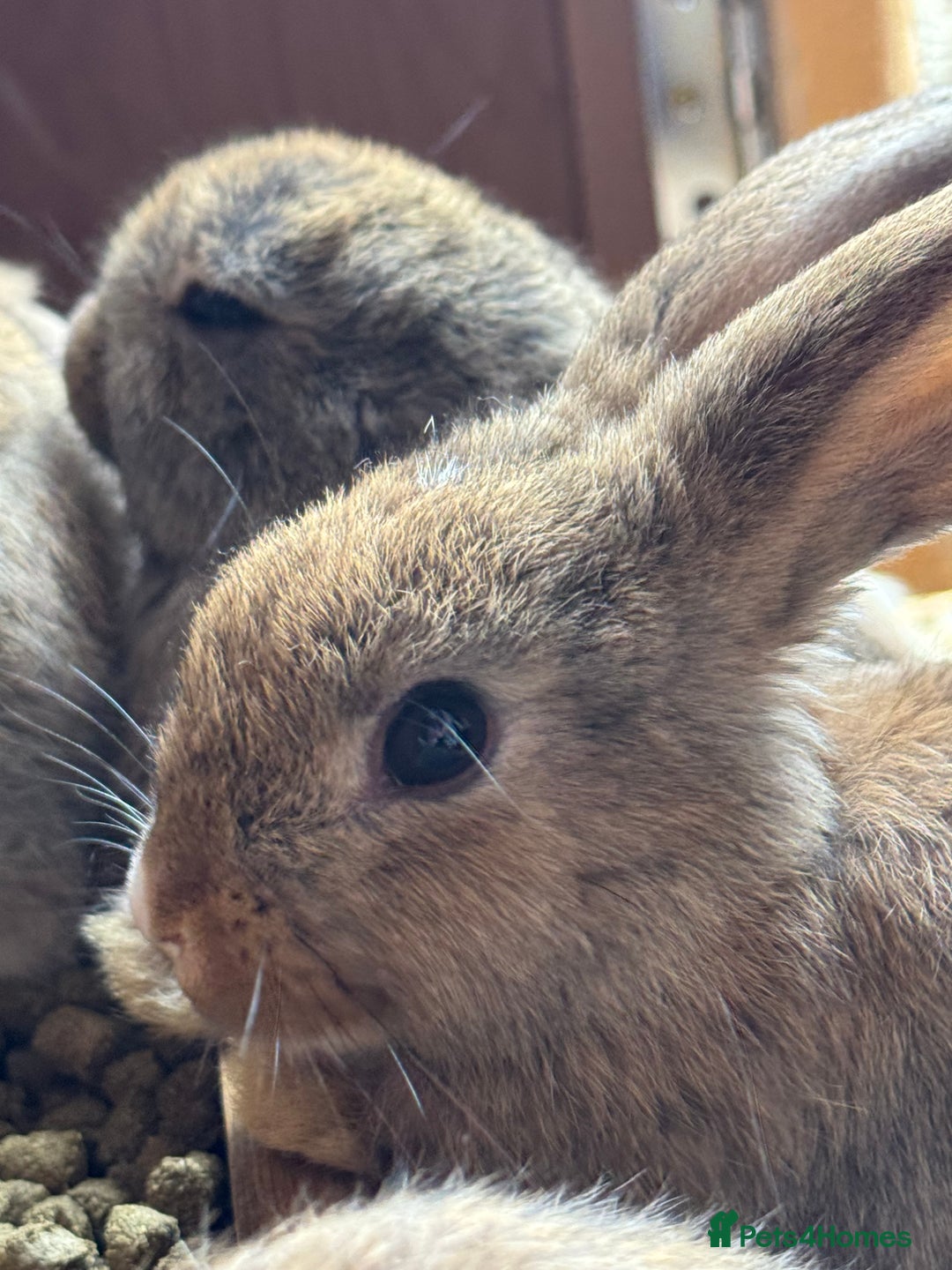 Mixed Breed rabbits for sale: Only 4 girls and 1 boy left  - Image 15