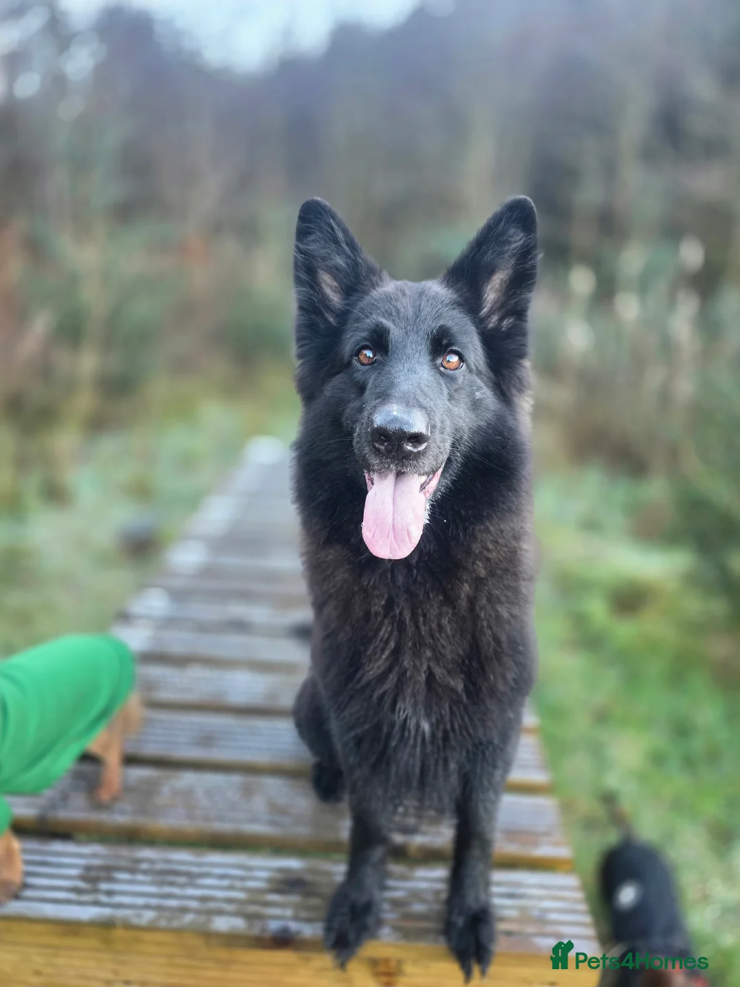 Mixed Breed dogs for sale: Shepador... German Shepherd x Labrador Puppies 🐶  - Advert 12