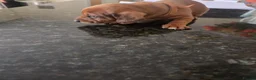 Miniature Dachshund dogs for sale: Minature Dachshund  - Advert 3