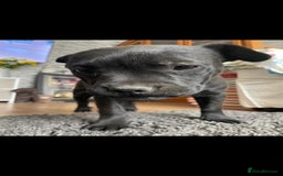 Mixed Breed dogs for sale: French bulldog cross  - Image 2