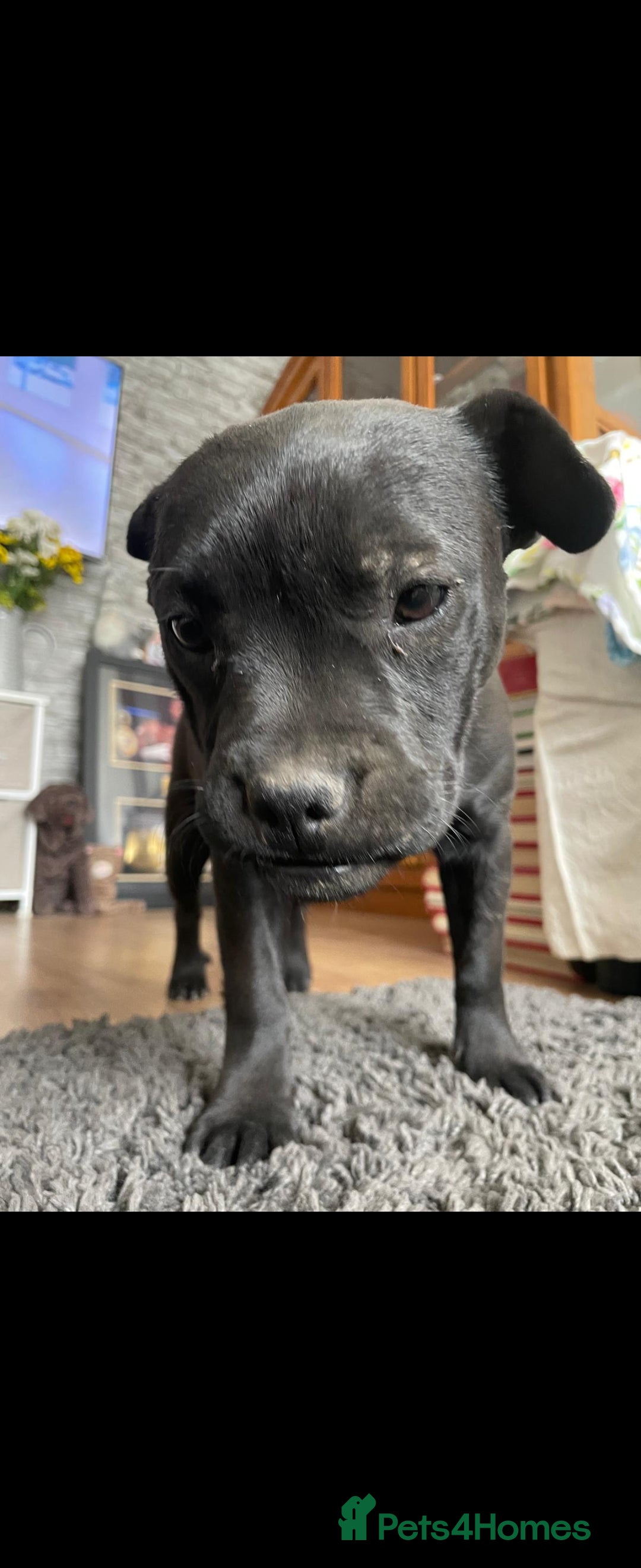 Mixed Breed dogs for sale: French bulldog cross  - Image 2