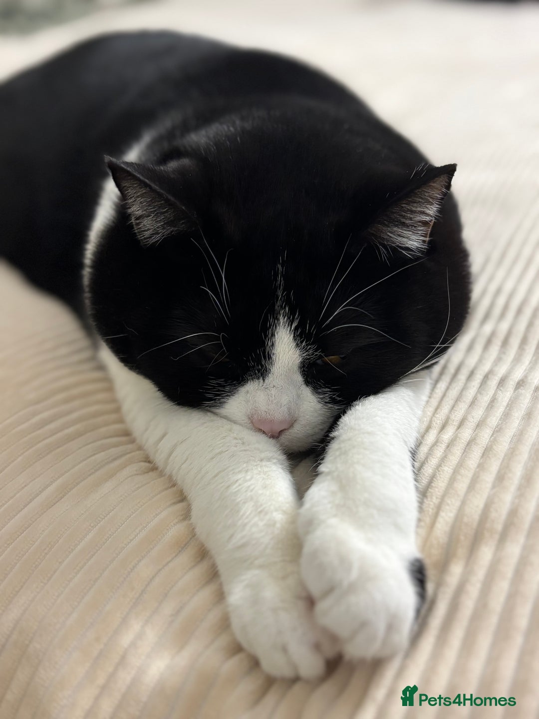 Mixed Breed cats for sale: Canela - Advert 3