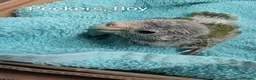 Parakeets birds for sale: Tamed baby kakarikis - Advert 2