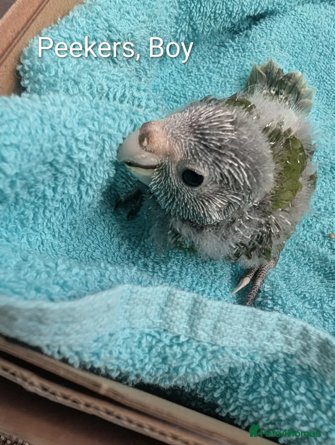 Parakeets birds for sale: Tamed baby kakarikis - Advert 2