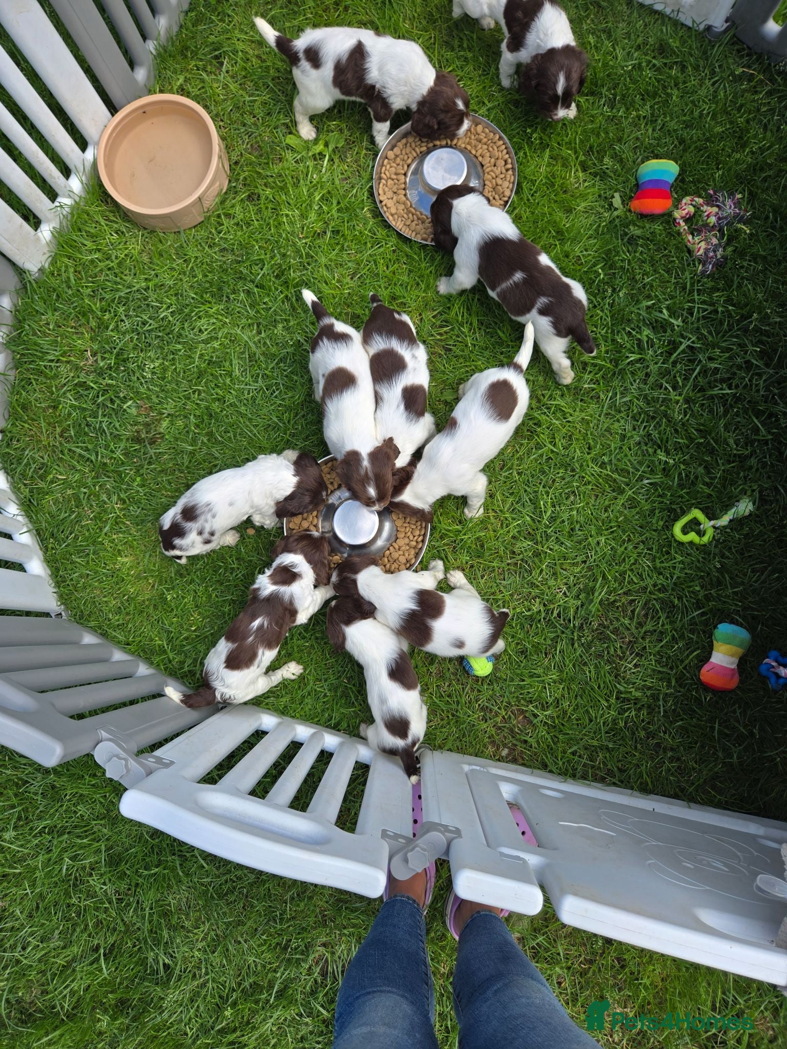 English Springer Spaniel dogs Working English Springer Spaniel Pups - Advert 2