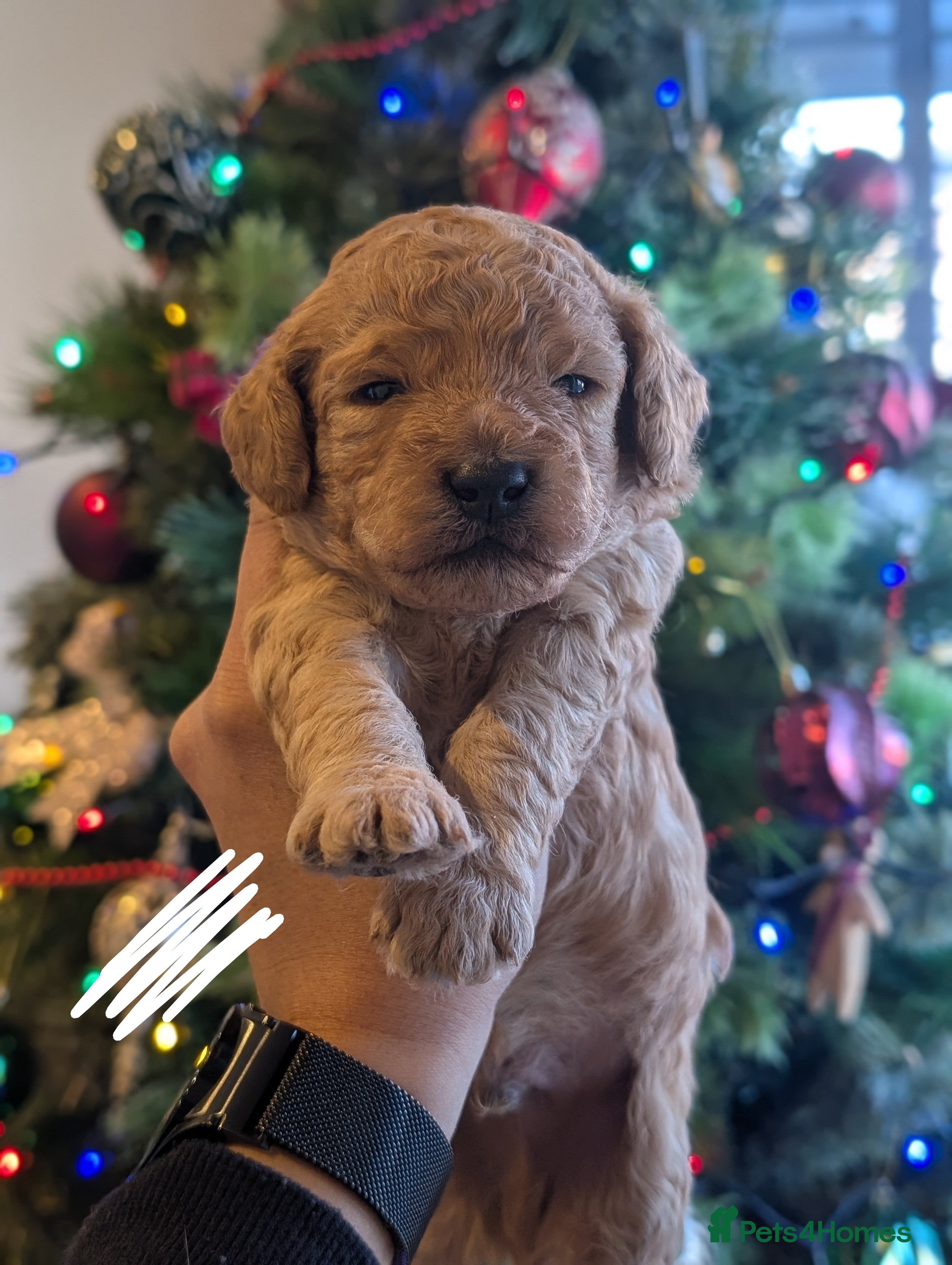 Goldendoodle dogs Miniature goldendoodle puppies   - Advert 2