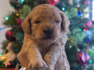 Goldendoodle dogs Miniature goldendoodle puppies - Advert 14