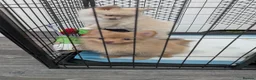Mixed Breed dogs for sale: Pomchi puppys - Advert 16