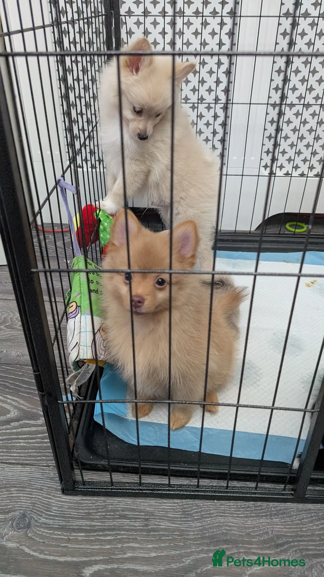 Mixed Breed dogs for sale: Pomchi puppys - Advert 16