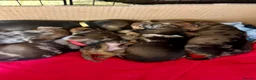 Miniature Dachshund dogs for sale: Miniature smooth hair x wire hair  - Advert 2