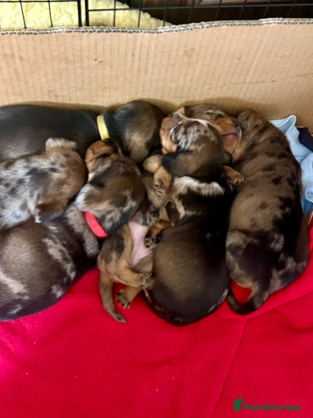 Miniature Dachshund dogs for sale: Miniature smooth hair x wire hair  - Advert 2