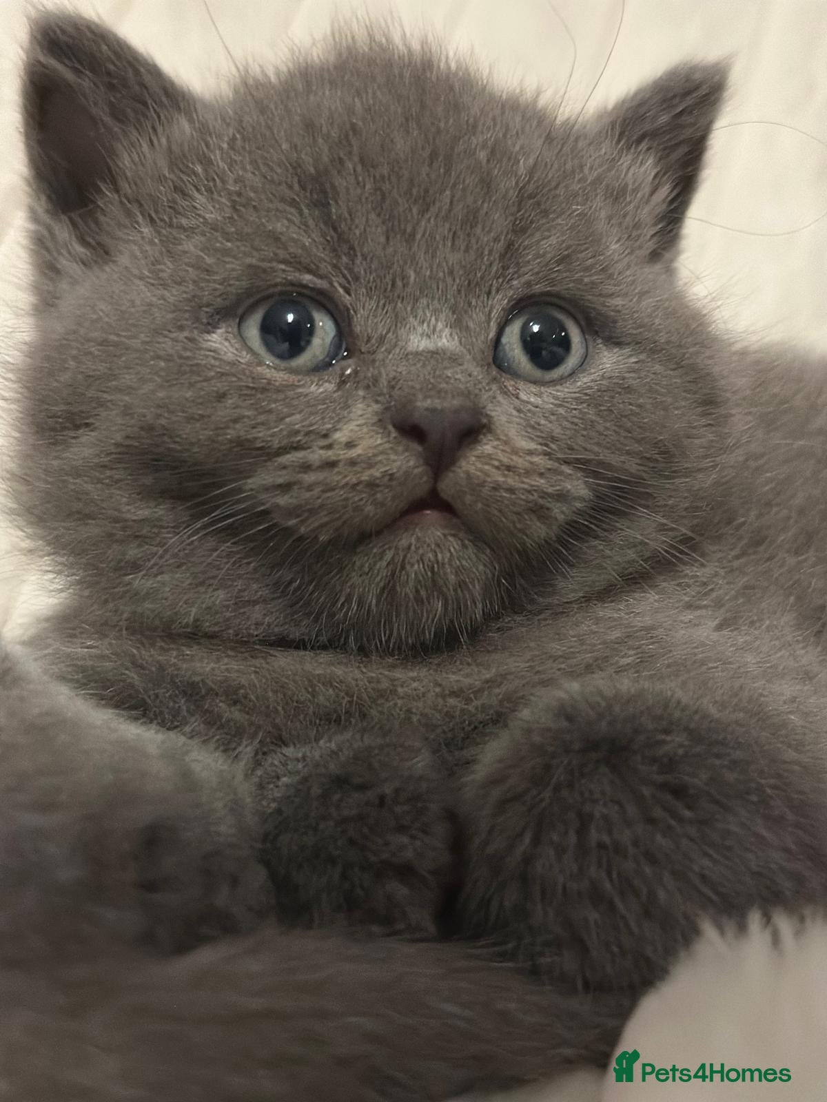 British Shorthair cats Just one GCCF Beautiful Blue BSH kitten left  - Advert 2