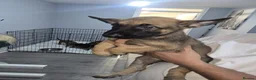 Belgian Shepherd Dog dogs for sale: Pups  - Advert 2