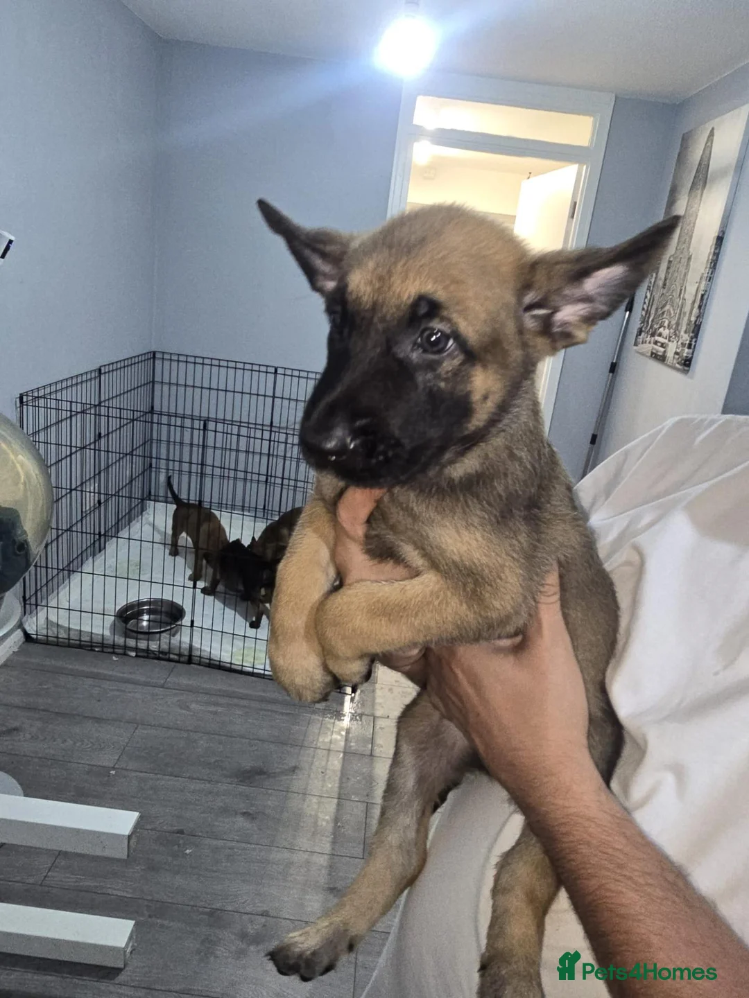 Belgian Shepherd Dog dogs for sale: Pups  - Advert 2