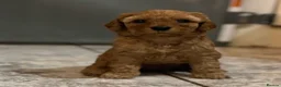 Cavapoo dogs for sale: Dog Trainer’s Cavapoo fur babies   - Advert 29