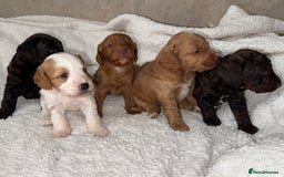 Cockapoo dogs for sale: 🐾Beautiful F2 cockapoos  🐾 - Image 10