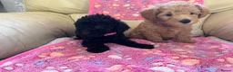 Schnoodle dogs for sale: F1 miniature schnoodles  - Advert 1