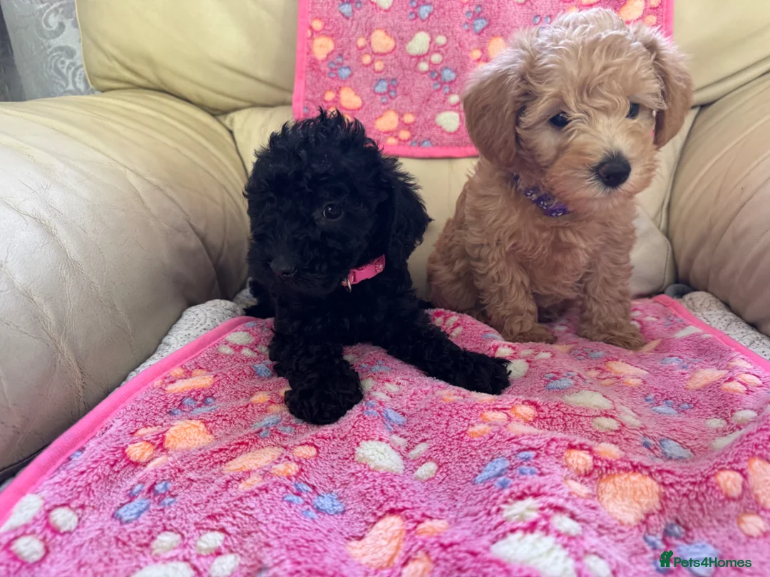 Schnoodle dogs for sale: F1 miniature schnoodles  - Advert 1