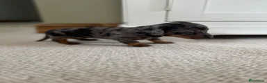 Miniature Dachshund Puppy 2